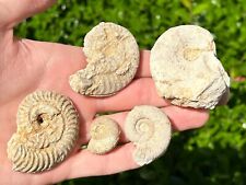 Fossil ammonites lot for sale  Coppell