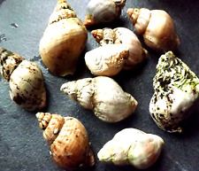 Seashell shells natural for sale  ABERDARE