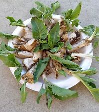 Sprouted organic horseradish for sale  Hercules