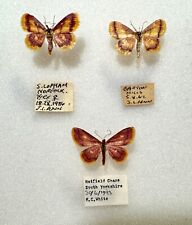 Three british specimens for sale  BATH