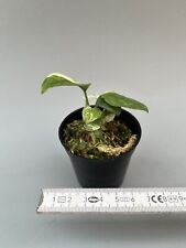 Philodendron giganteum albo gebraucht kaufen  Fallersleben