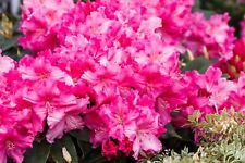 Rhododendron caruso großblumi gebraucht kaufen  Westerstede