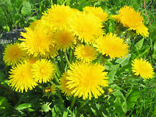 000 samen taraxacum gebraucht kaufen  WÜ-Heidingsfeld,-Heuchelhof