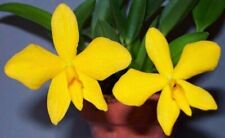 Specie orchidea sophronite usato  Spedire a Italy