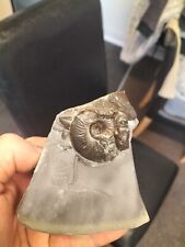 Eleganticeras ammonite cluster for sale  REDCAR