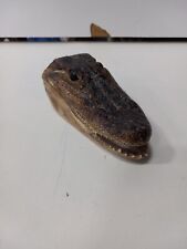 Taxidermy alligator head for sale  Colorado Springs