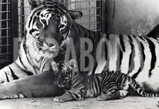 Vintage mamma tigre usato  Roma