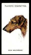Irish wolfhound players for sale  COLEFORD