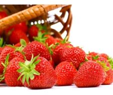 Alpine strawberry plant for sale  Shipping to Ireland
