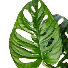 Monstera adansonii 10.5cm for sale  IPSWICH