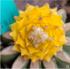 3-4cm cactus Succulent plant Obregonia denegrii variegated Plant for sale  Shipping to South Africa
