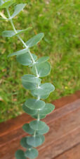 Eucalyptus powderulenta baby for sale  Shipping to Ireland