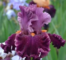 Tall bearded iris for sale  Shipping to Ireland