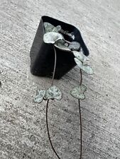 Ceropegia woodii String of Hearts Succulent Plant for sale  Shipping to South Africa
