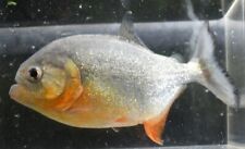 Red belly piranha for sale  Raymond