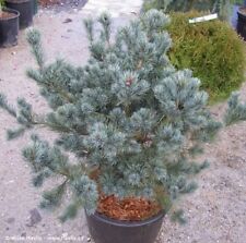 Pinus parviflora negishi for sale  CRANBROOK