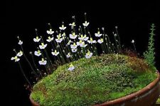 Utricularia Bisquamata * South African Bladderwort * Carnivorous * 10 Seeds *, used for sale  Shipping to South Africa