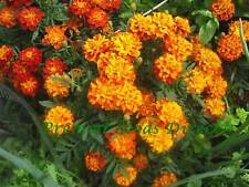 Organic marigold sparky for sale  SALISBURY