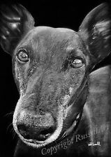 Black greyhound whippet for sale  YORK
