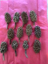 Lot dried magnolia for sale  Wilkes Barre