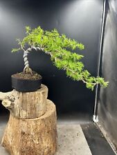 Japanese larch bonsai for sale  BROUGH