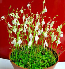 Utricularia sandersonii bladde for sale  AMMANFORD