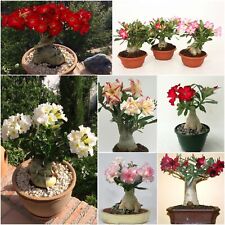 adenium obesum for sale  Shipping to Ireland