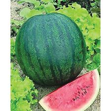 Sugar baby watermelon for sale  Philadelphia