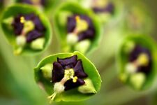 euphorbia rare usato  Napoli