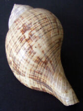 Used, 116mm Tulip Tulip Fasciary for sale  Shipping to South Africa