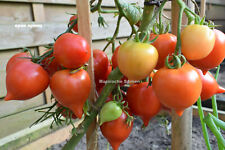 Russische tomatensamen kron gebraucht kaufen  Rostock