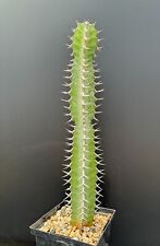 Euphorbia tescorum rare for sale  Marana