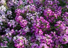 Alyssum (Tapete Real) 3000+ Sementes (Lobularia Maritima) Instruções Incluídas Xx, usado comprar usado  Enviando para Brazil