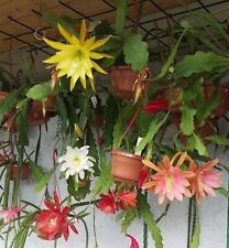 Epiphyllum orchid cactus for sale  USA