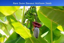 Banana seeds snow for sale  Willis