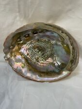 Abalone shell natural for sale  BUILTH WELLS