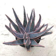 Aloe purple haze for sale  San Marcos