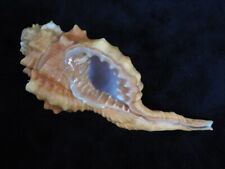 Sea shell Cymatium pyrum 106.2mm ID#6237 for sale  Shipping to South Africa