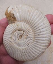 Fossil ammonite 8.3 for sale  BURGESS HILL