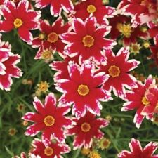 Coreopsis lanceolata laceleaf for sale  Gastonia