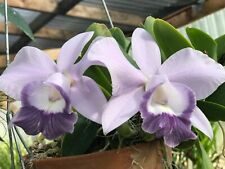 Orchids mini purple for sale  Sebastopol