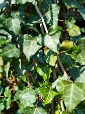 English ivy evergreen for sale  Whitesburg