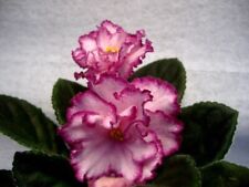 African violet ian for sale  Red Creek