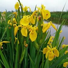 Iris acqua giallo usato  Manduria