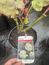 Pascali hybrid tea for sale  WISBECH