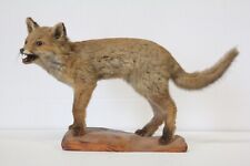 Taxidermy hunting chasse for sale  Shipping to Ireland