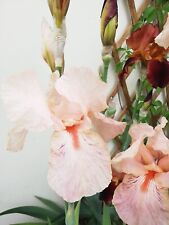 Rhizomes iris rose d'occasion  Morteaux-Coulibœuf