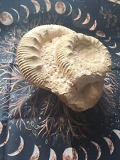 Ammonit fossilien gebraucht kaufen  Unterlüß