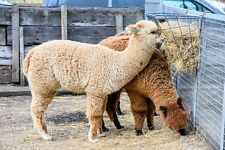 Raw unwashed alpaca for sale  LONDON