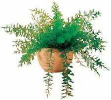 Mysterious air fern for sale  USA